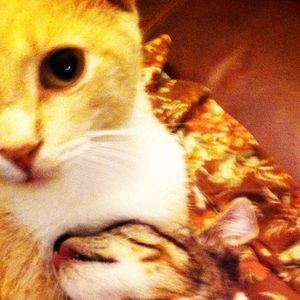 Meet your Posher, Anne